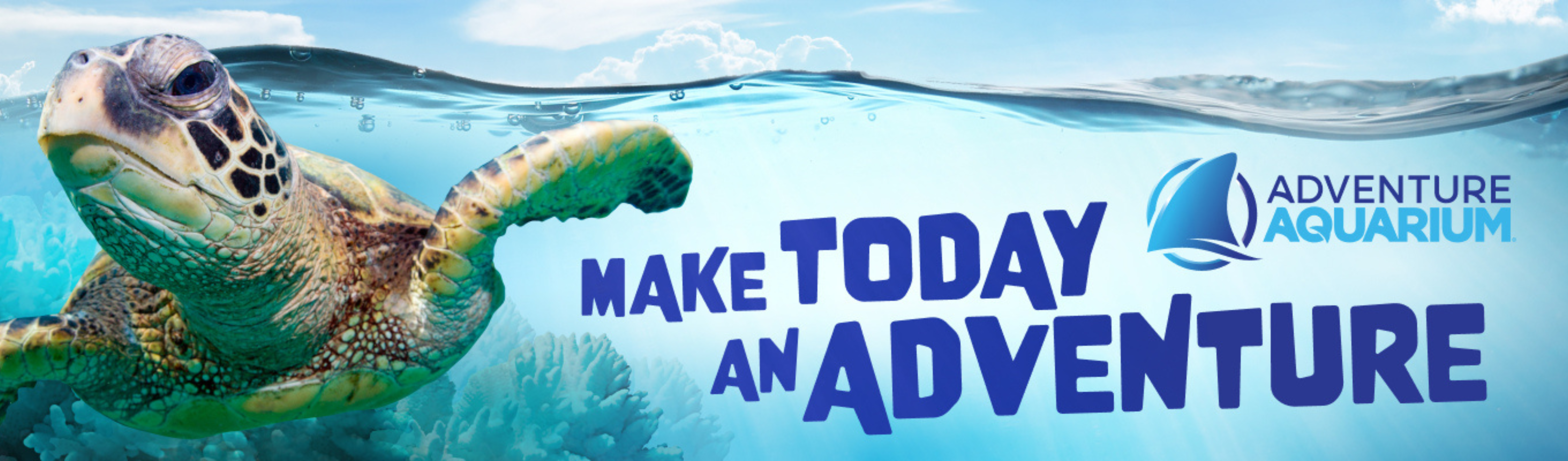 AAQ-Turtle 3/17-3/23