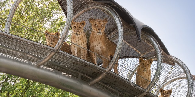 Philadelphia Zoo Lions