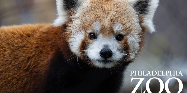 zoo redpanda
