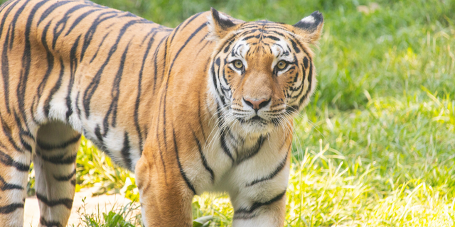 Amur Tiger at the Philadelphia Zoo