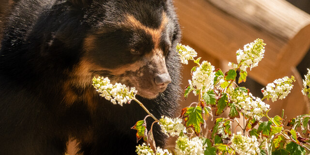 Bear next to plants