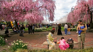 Cherry Blossom Festival 