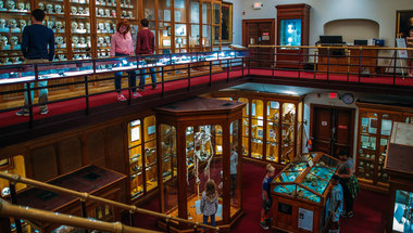 Mutter Museum 