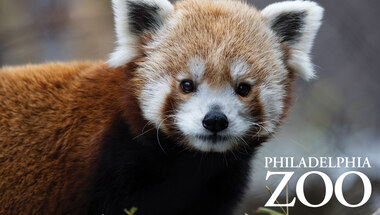 zoo redpanda