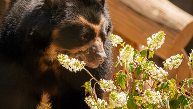 Bear next to plants