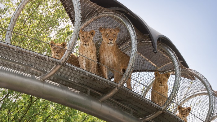 Philadelphia Zoo Lions