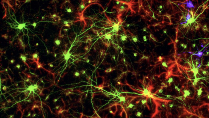 Glial Cells and Neurons