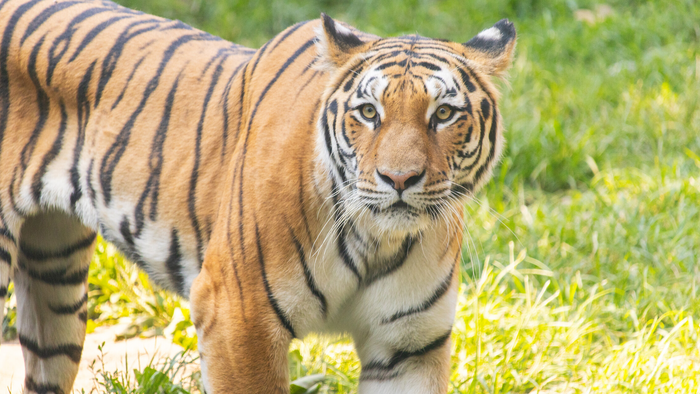 Amur Tiger at the Philadelphia Zoo