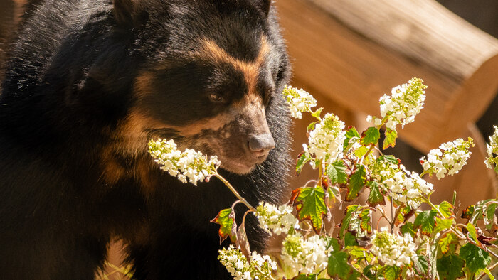 Bear next to plants