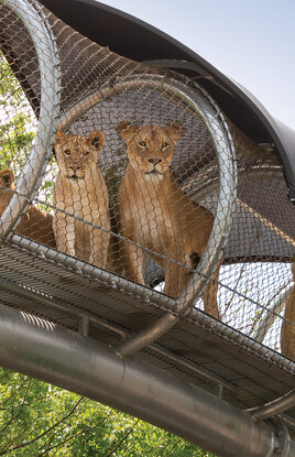 Philadelphia Zoo Lions
