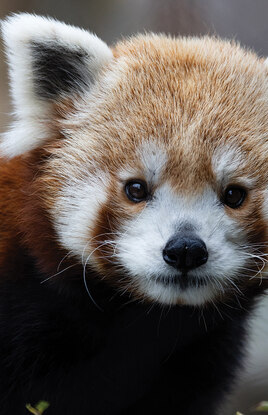 zoo redpanda