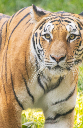 Amur Tiger at the Philadelphia Zoo