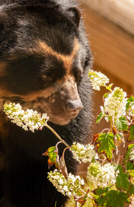Bear next to plants